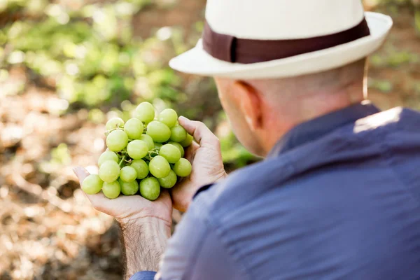 Homme debout dans la vigne — Photo