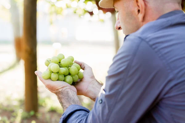 Человек держит виноград в винограднике — стоковое фото