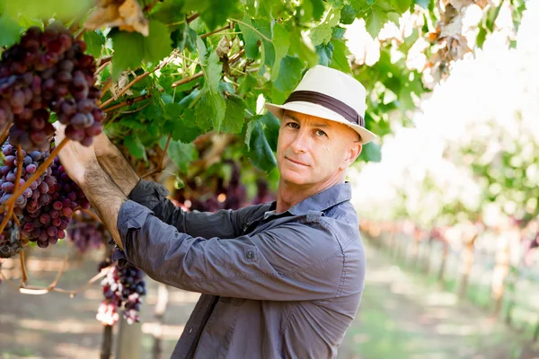 Homme debout dans la vigne — Photo