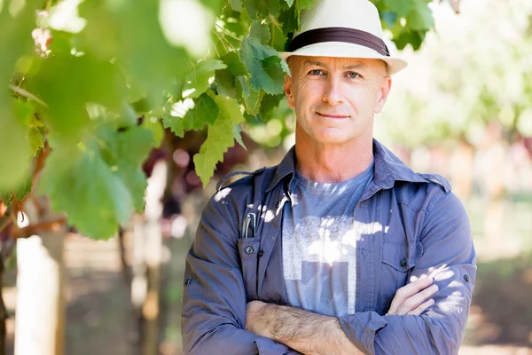 Homme debout dans la vigne — Photo