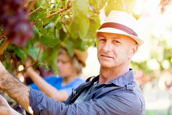 Man in vineyard — Stock Photo, Image