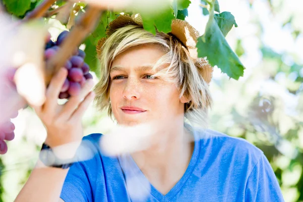 Jongen in de wijngaard — Stockfoto