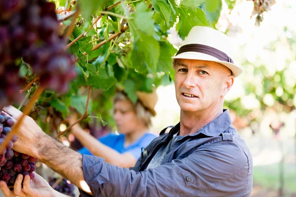 Человек в винограднике — стоковое фото