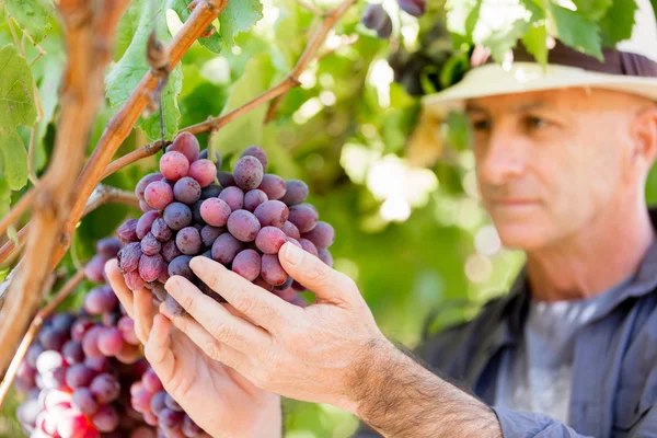 Homem em pé na vinha — Fotografia de Stock