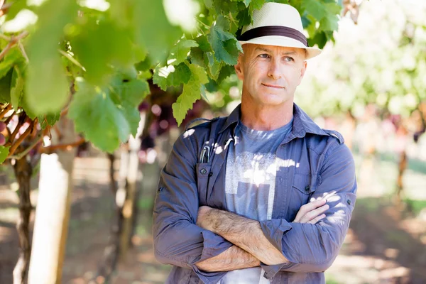 Homme debout dans la vigne — Photo