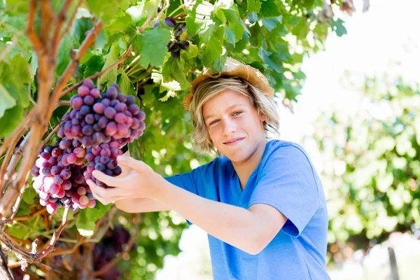 Garçon dans le vignoble — Photo