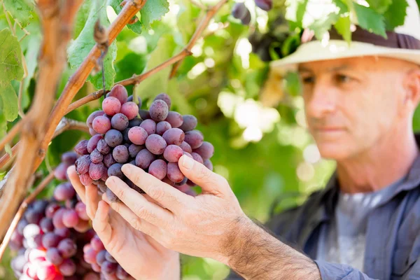 Homem em pé na vinha — Fotografia de Stock