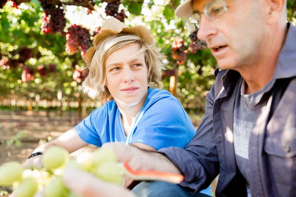 Père et fils dans la vigne — Photo