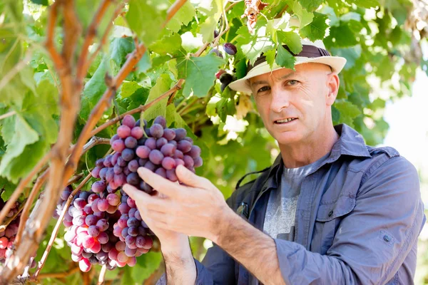 Muž, který stojí v vinice — Stock fotografie