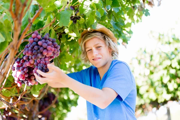 Garçon dans le vignoble — Photo