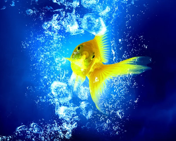 Gold fish in water — Stock Photo, Image