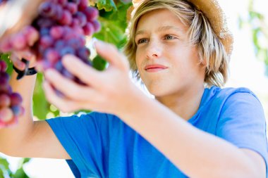 Üzüm bağı çocuk