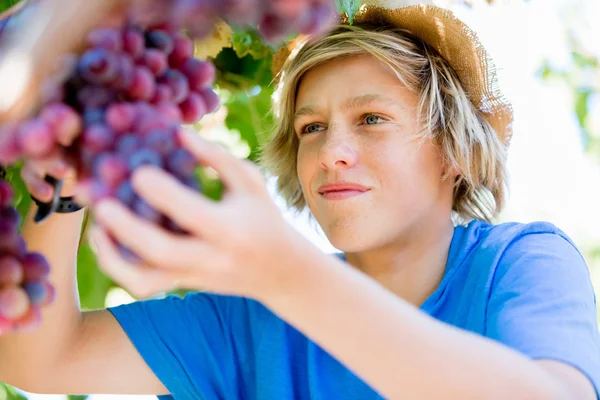 Ragazzo in vigna — Foto Stock