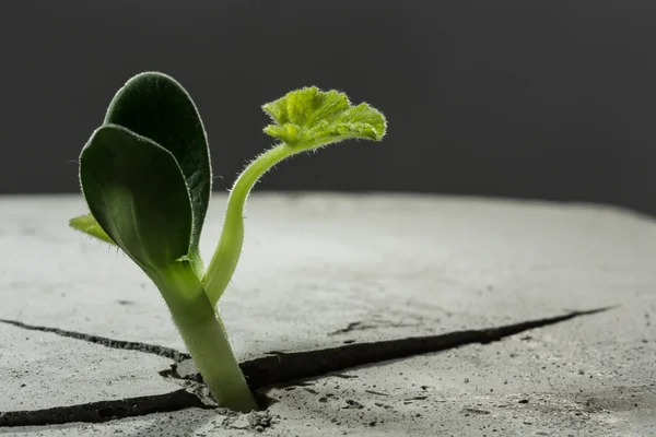 Nieuw groeit leven — Stockfoto