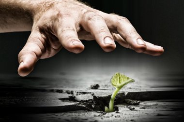 Erkek el Kepçe Filiz