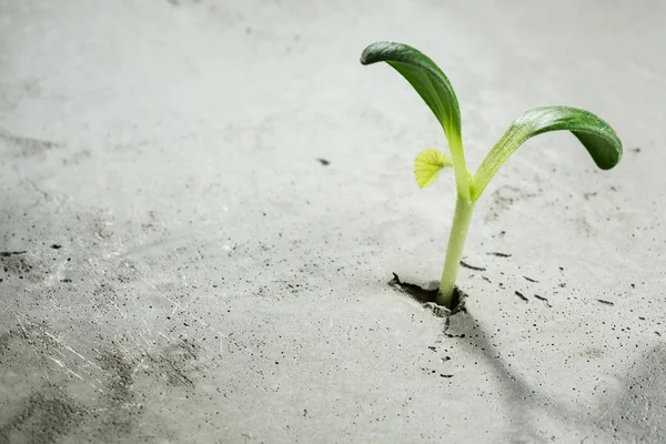 Nieuw groeit leven — Stockfoto