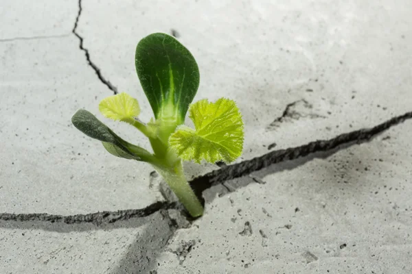 Nova vida em crescimento — Fotografia de Stock