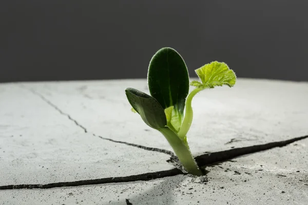 Neues wachsendes Leben — Stockfoto