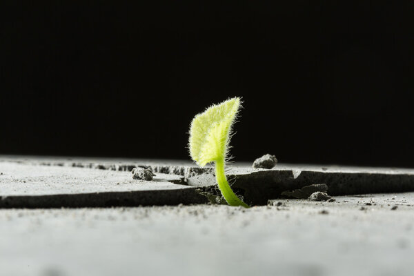 Новая растущая жизнь
