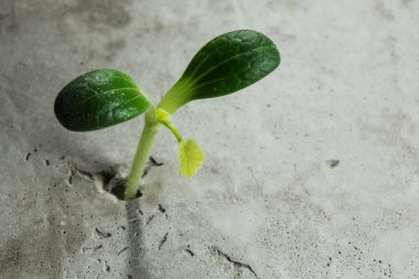 Yeni büyüyen hayat