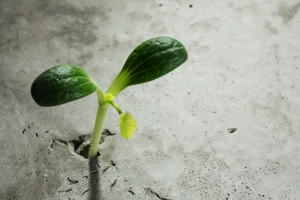 Nieuw groeit leven — Stockfoto