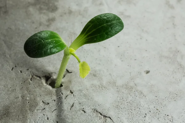 Nova vida em crescimento — Fotografia de Stock