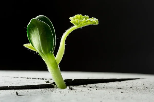 New growing life — Stock Photo, Image