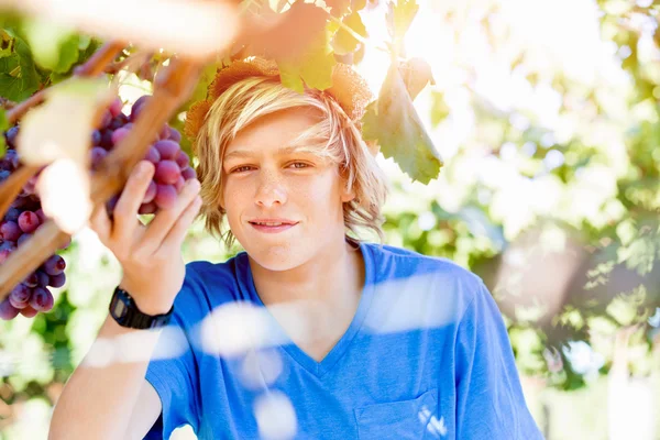 Мальчик в винограднике — стоковое фото