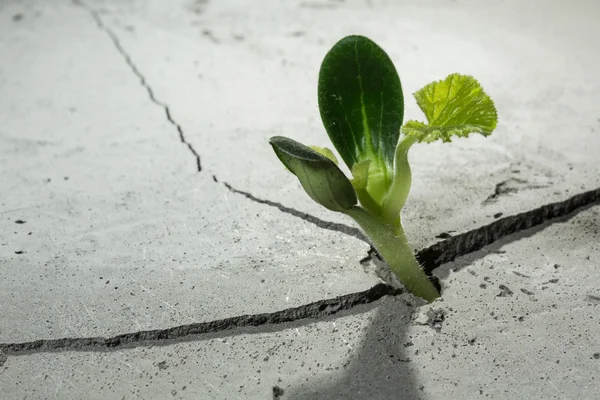 Nieuw groeit leven — Stockfoto