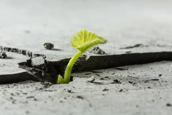 Nieuw groeit leven — Stockfoto