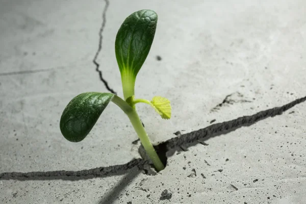 Nieuw groeit leven — Stockfoto