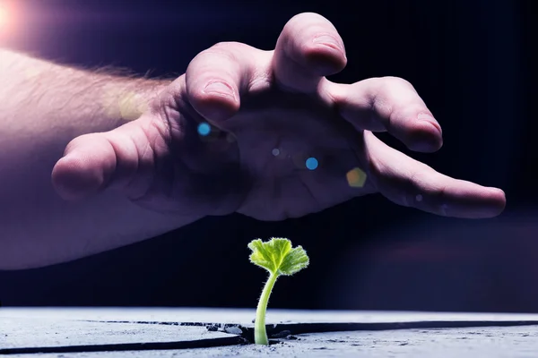 Male hand grab sprout — Stock Photo, Image