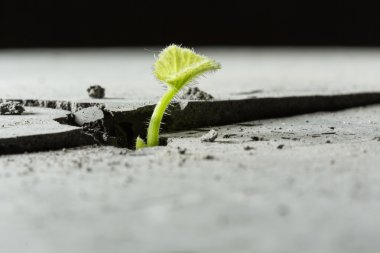 Yeni büyüyen hayat