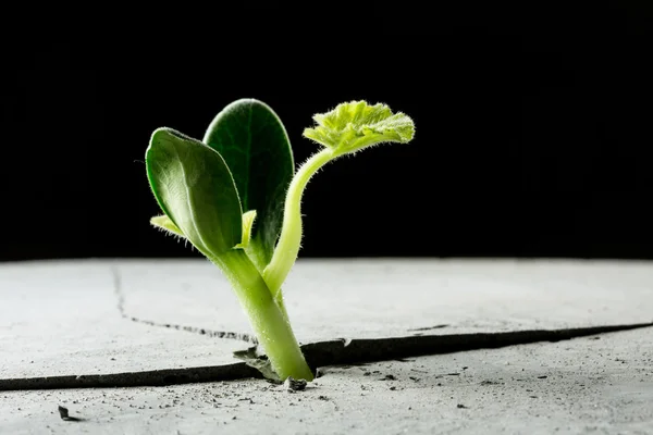 Nieuw groeit leven — Stockfoto