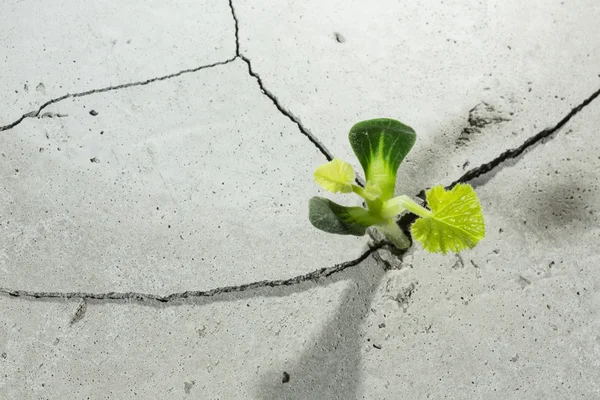 Nieuw groeit leven — Stockfoto