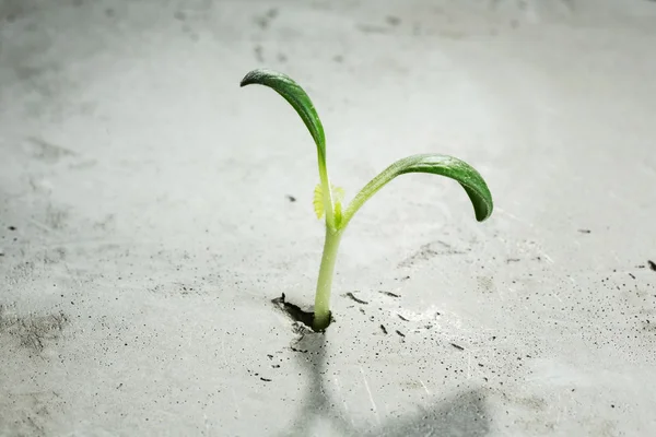 新しい成長の生活 — ストック写真