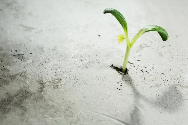 Nieuw groeit leven — Stockfoto