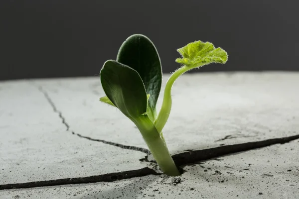 Nova vida em crescimento — Fotografia de Stock