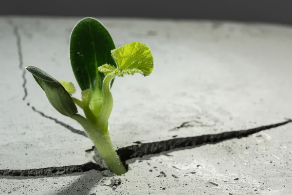 Nueva vida en crecimiento — Foto de Stock