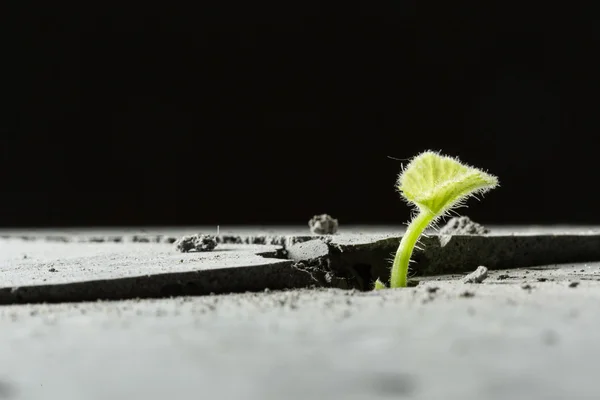 Nova vida em crescimento — Fotografia de Stock