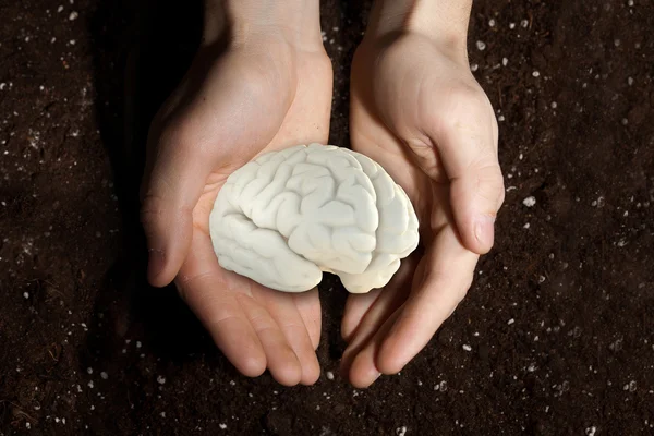 Cervello umano nelle palme — Foto Stock
