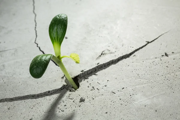 Nieuw groeit leven — Stockfoto