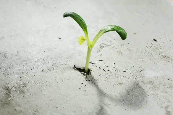 Nova vida em crescimento — Fotografia de Stock