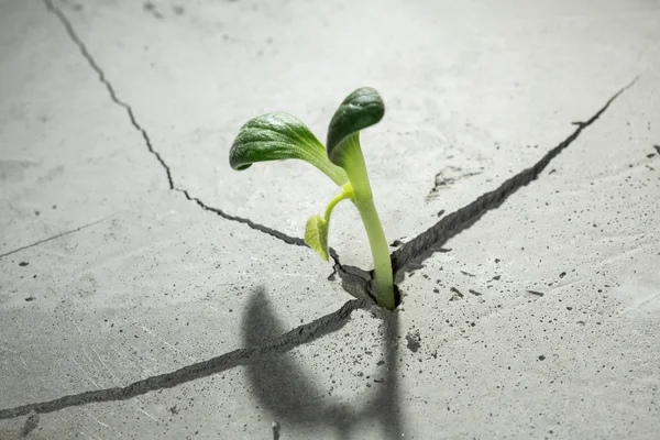 Nieuw groeit leven — Stockfoto