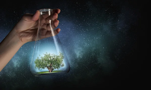 Tree in glass flask . Mixed media — Stock Photo, Image