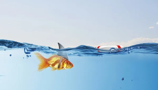 Gold fish with shark flip  . Mixed media — Stock Photo, Image