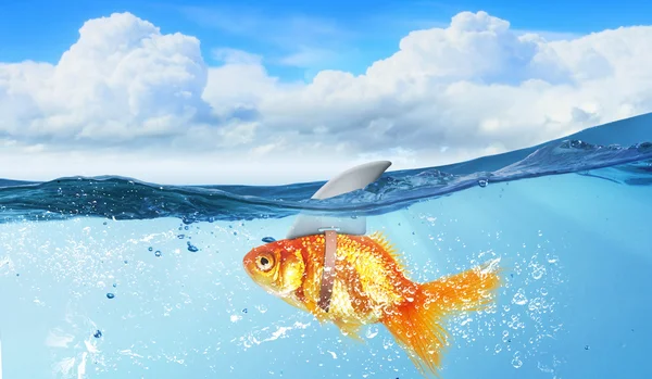 サメとの金の魚が反転します。ミクスト メディア — ストック写真