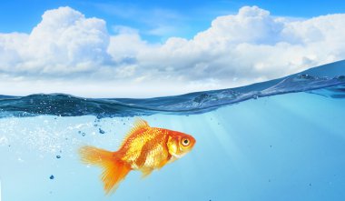 Altın balık suda. Karışık teknik