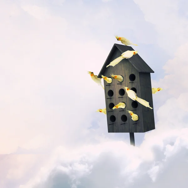 Pet birds Stock Photos, Royalty Free Pet birds Images Depositphotos®