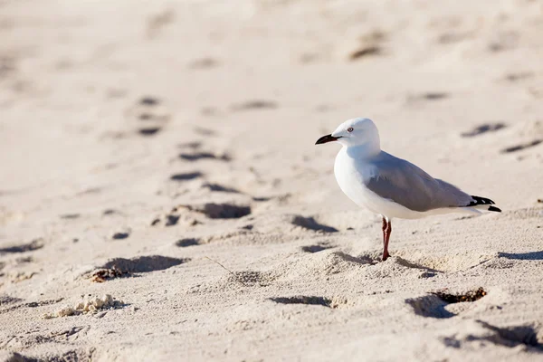 Seagull on the beach — Stock Photo, Image